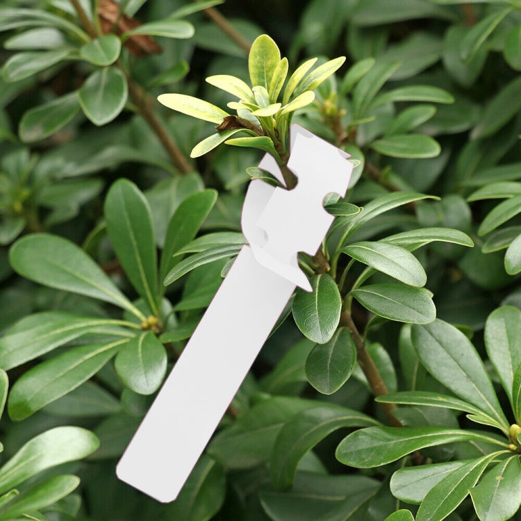 100 PCS Gardening Plant Sapling Seed Hanging Tree Label(White) - Yard & Garden Decor by PMC Jewellery | Online Shopping South Africa | PMC Jewellery