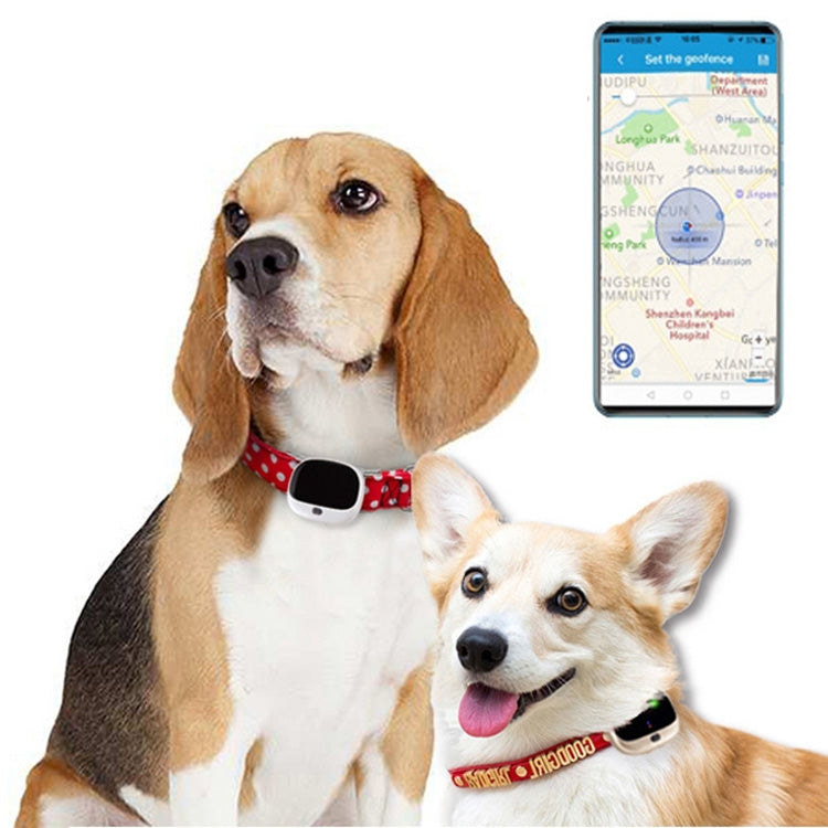 RF-V43 A Style IP67 Waterproof GPS + LBS + WiFi Pet Locator Pet Collar Tracking Device For Asia/Europe/Africa/Australia(White) - Pet Tracker by PMC TechLife | Online Shopping South Africa | PMC TechLife | Buy Now Pay Later Mobicred