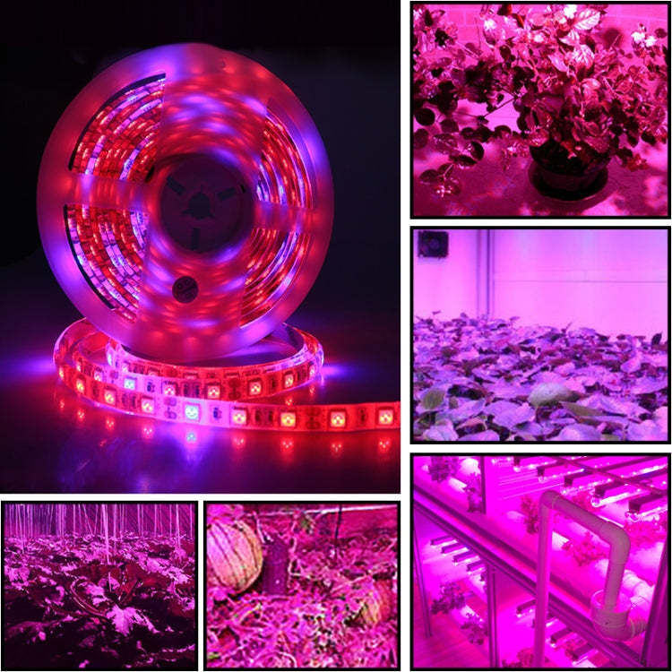 5m 300 LEDs SMD 5050 Full Spectrum LED Strip Light Fitolampy Grow Lights for Greenhouse Hydroponic Plant Waterproof(5 Red 1 Blue) - LED Grow Lights by PMC Jewellery | Online Shopping South Africa | PMC Jewellery